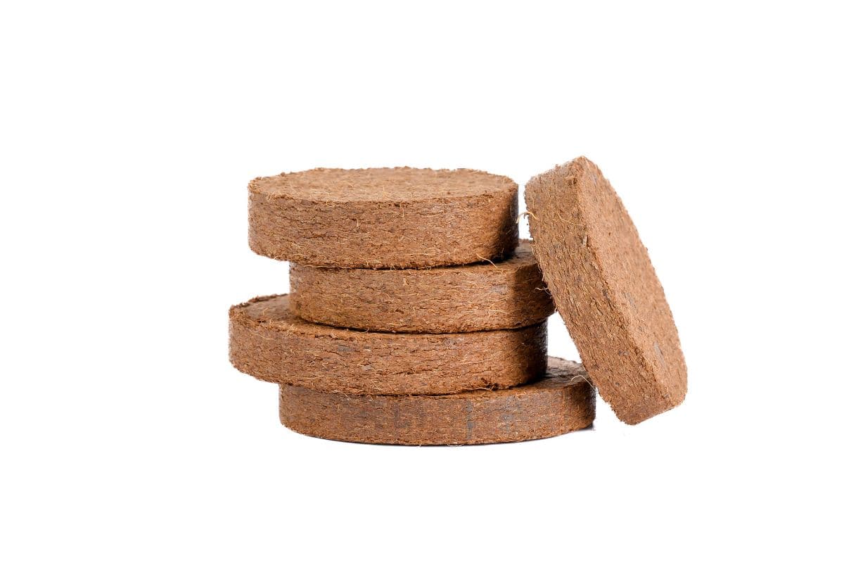 coco-disc.jpg