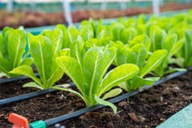 Image of Agriculture