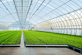 Image of Greenhouses