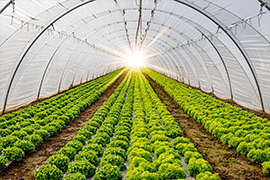 Image of Horticulture
