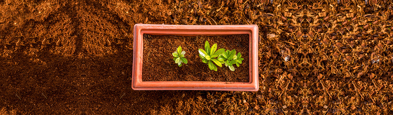 Coir Block, Coir Pith, Coir Fibre